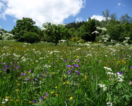 P1090974 Comme c'est joli, une pâture au mois de juin !