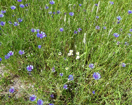 P1090998 Une belle nature préservée, qu'il est heureux de voir des bleuets !