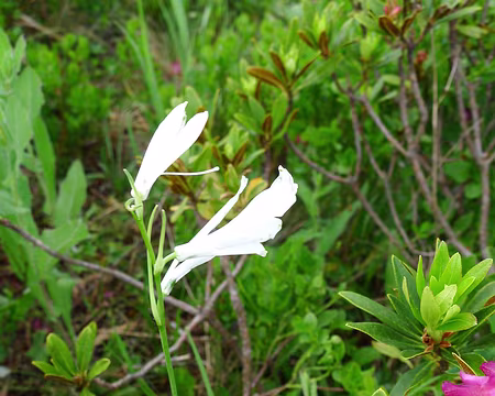 16 Lis de Saint-Bruno.