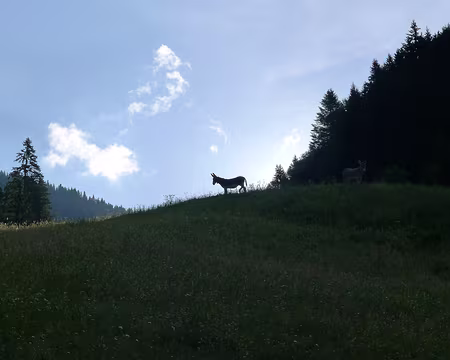 22 J3 : Silhouette matinale.