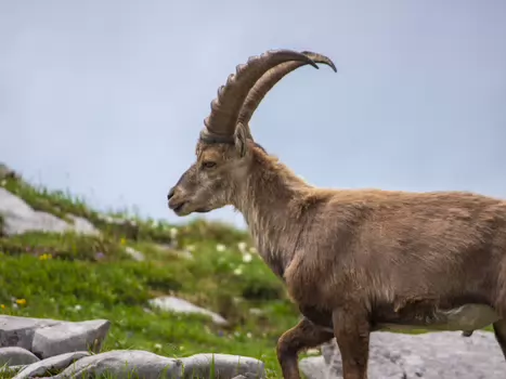 2019-07 Désert de Platé