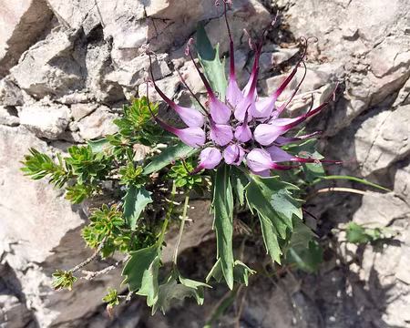 20190724-06h22m29s-P7240938-V3