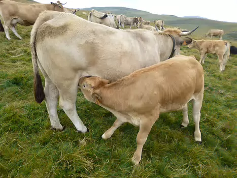 Dominique Dominique F, détail sortie