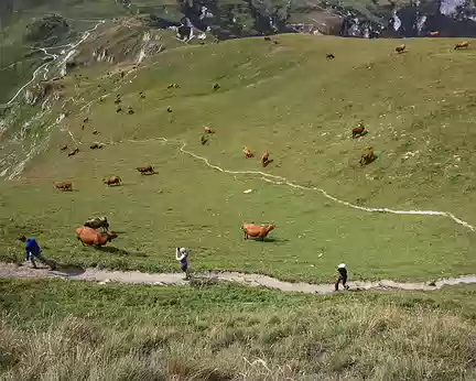 30 Vaches et participants partagent les paturâges au Mont Coin