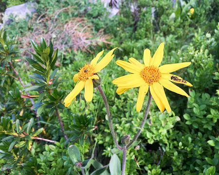 20190803-15h29m40s-IMG_5043-V3 Arnica montana et syrphe