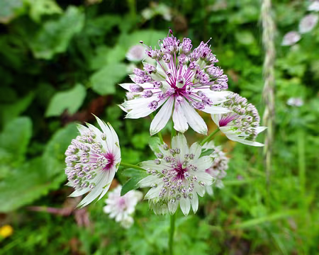 20190805-09h43m14s-P1100346-V3 Petite Astrance