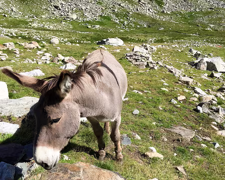 20190808-10h18m35s-IMG_5107-V3 Camarade équidé