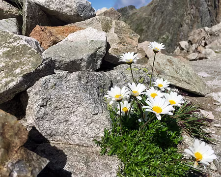 20190808-11h53m09s-IMG_5119-V3 Marguerites