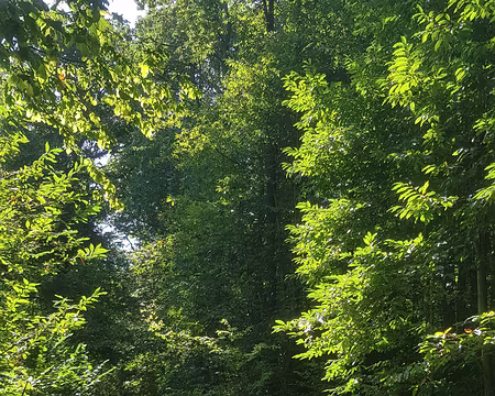 2019_09_15-11_49_42 En forêt de Carnelle