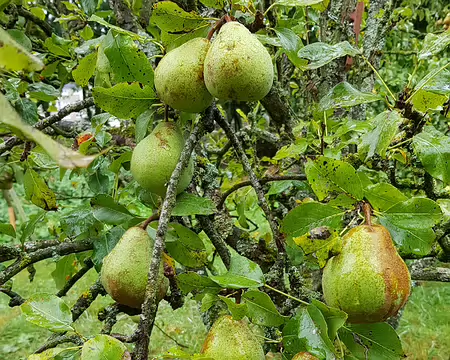 20190922_145644 Jardin de la Commanderie