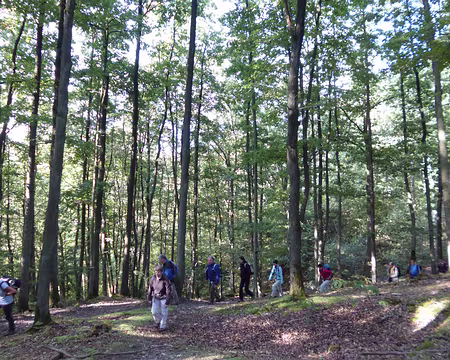 P1110817 Forêt du Bois des Grais, Villiers-le-Bâcle