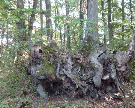 P1110819 Souche de châtaignier