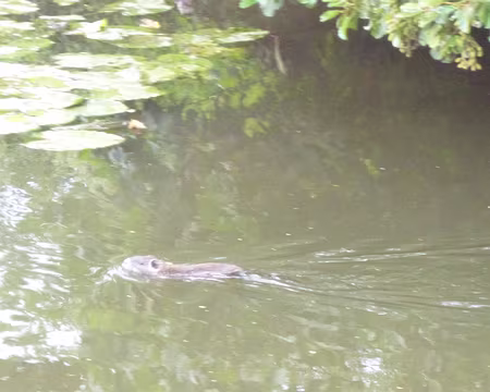 P1110847 Ragondin dans l'Yvette. Merci à Isabelle.