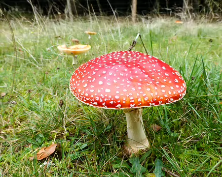 20191021-15h31m52s-P1100805-V3