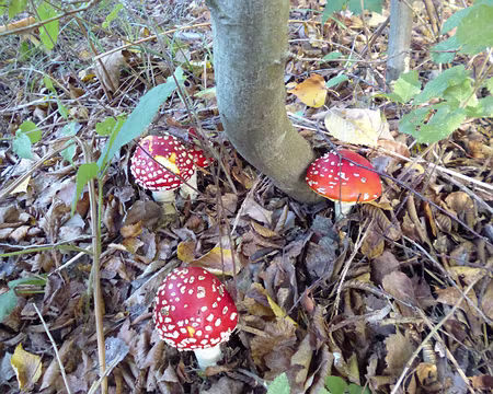 P1110932 jeunes amanites tue-mouches