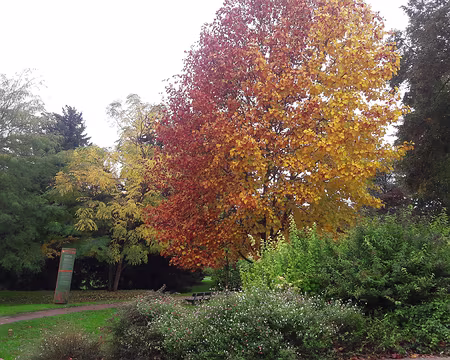 20191020_132029 Arboretum de Montfermeil