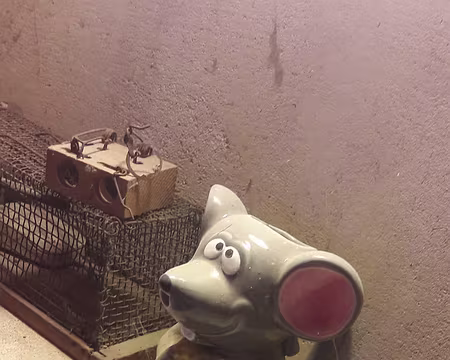 20191020_154358 souries réelles ou virtuelles ?