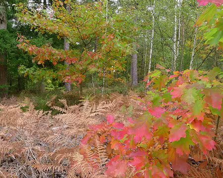 P1340927_redimensionner