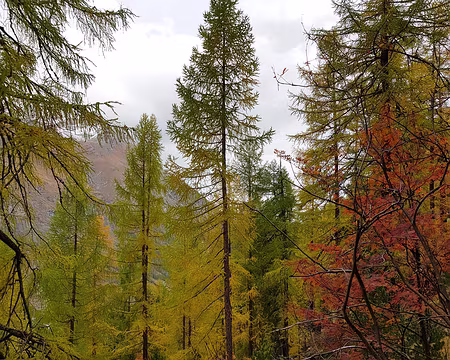 20191020_083557 Pas encore de soleil, mais les mélèzes ont leurs robes d'automne