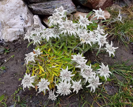 20191020_131534 Edelweiss judicieusement transplanté par un restaurateur