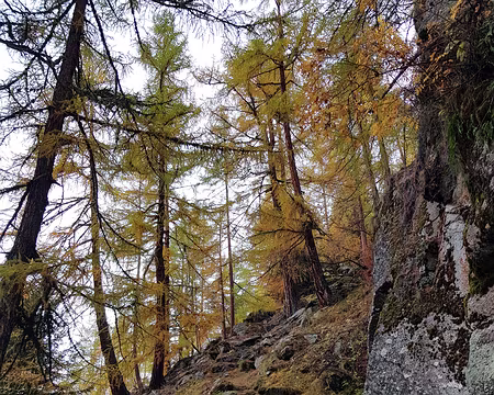 20191025_091707 Montée depuis Randa vers Chüebodmen