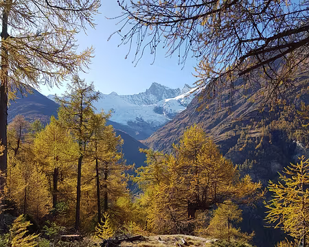 20191025_145314 Mélèze dorés…