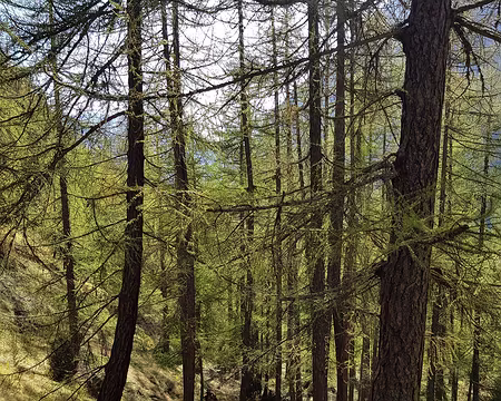 20191025_151315 … et mélèzes encore verts !