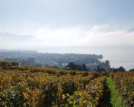 20191026_112548 Dans les vignes au-dessus de Vevey