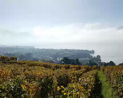 20191026_112548 Dans les vignes au-dessus de Vevey