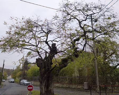 P1120219 Robinier à Mériel.