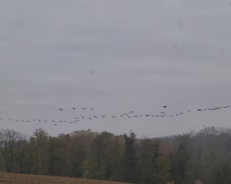 P1120220 Oies sauvages.