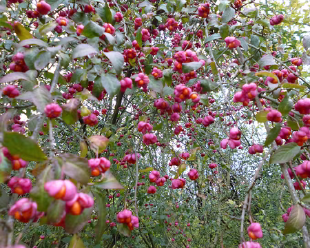 P1120225 Bonnets d'évêque ou fusain d'Europe