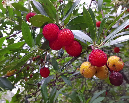 2019_12_01-09_44_44 Arbouses