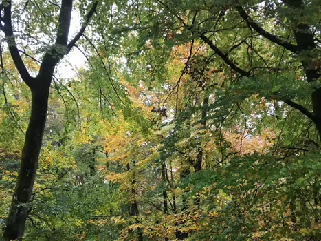 2019-11 Fontainebleau philo