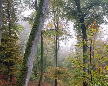 20191101_113603 Couleurs d'automne