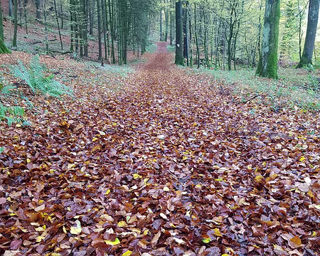 20191102_132504 Tapis de feuilles mortes