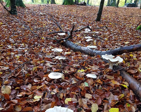 20191103_093611 Nombreux champignons
