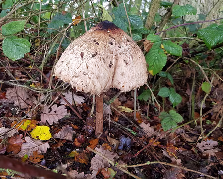 20191103_095935 Nombreux champignons