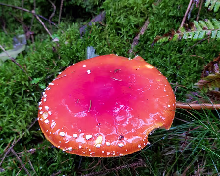 20191103_111524 Nombreux champignons