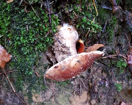 20191103_113840 La photo est à l'endroit, c'est le cèpe qui pousse à l'envers !