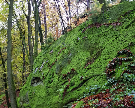 20191103_151726 Mousses