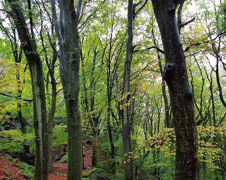 20191103_151745 Couleurs des hêtres