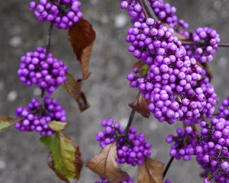 P1070151 Mullertahl Trail