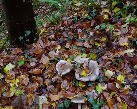 P1070160 Mullertahl Trail