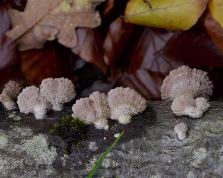 P1070177 Mullertahl Trail