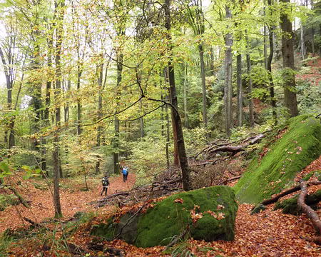 PB021691 entre Müllerthal et Berdorf entre Müllerthal et Berdorf