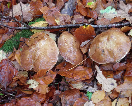 PB031779 cèpes Cèpes