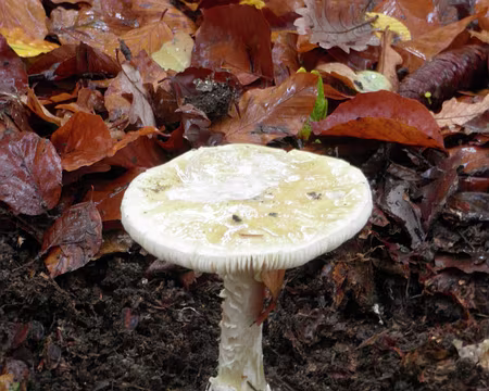 PB031782 à identifier amanite