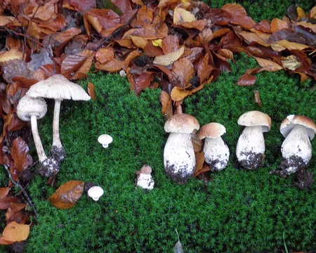 PB031799 la récolte du jour récolte du jour