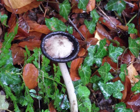 PB031803 à identifier